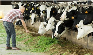 farmer tending cows